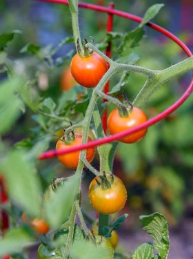 Tomato Growing with Red Tomato Cage