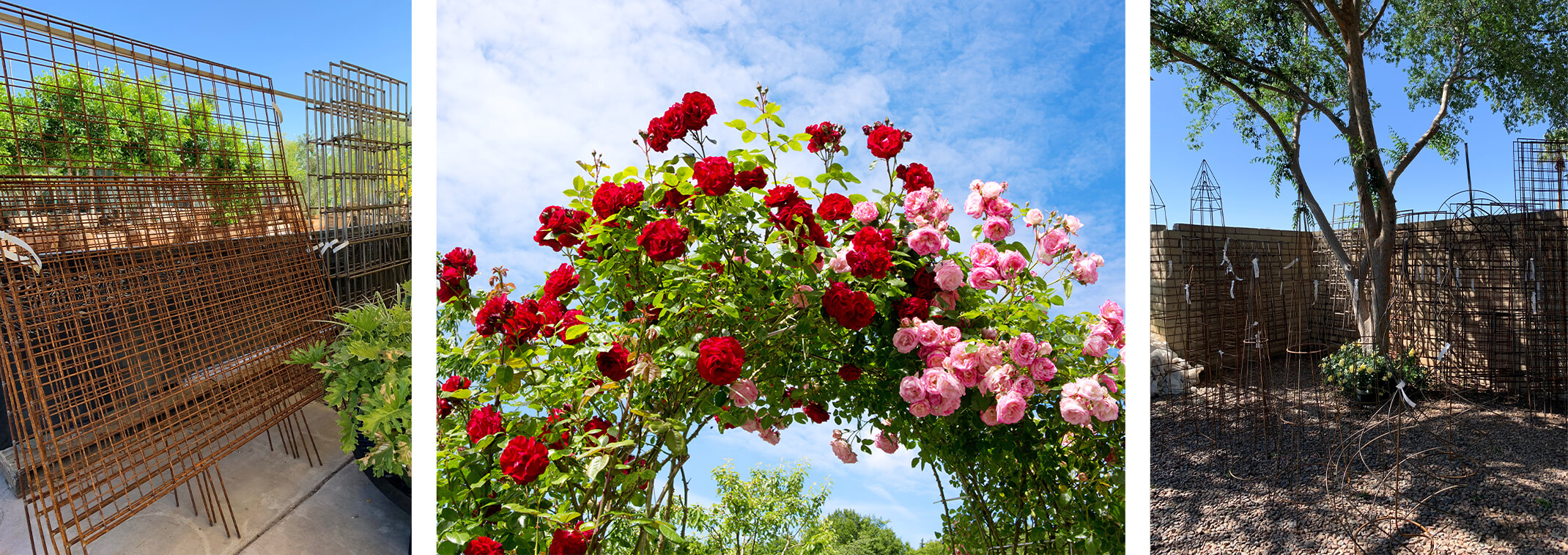 A variety of trellis styles from flat, to arched with roses growing on it, to round, obelisk, spiral and more shapes