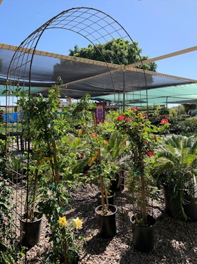 Arched Metal Trellis at SummerWinds Nursery with climbing rose plants at its base