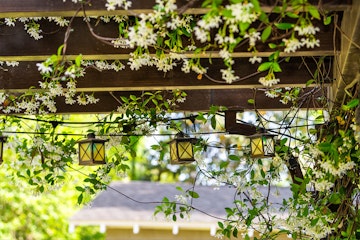 Pergola with Jasmine and hanging lights