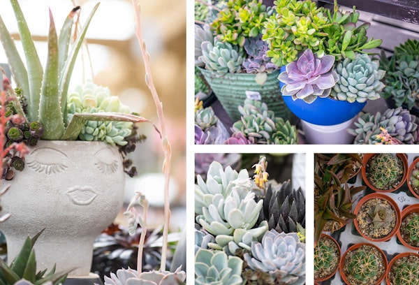 Succulents and cacti potted in cute and decorative containers as well as ready to purchase