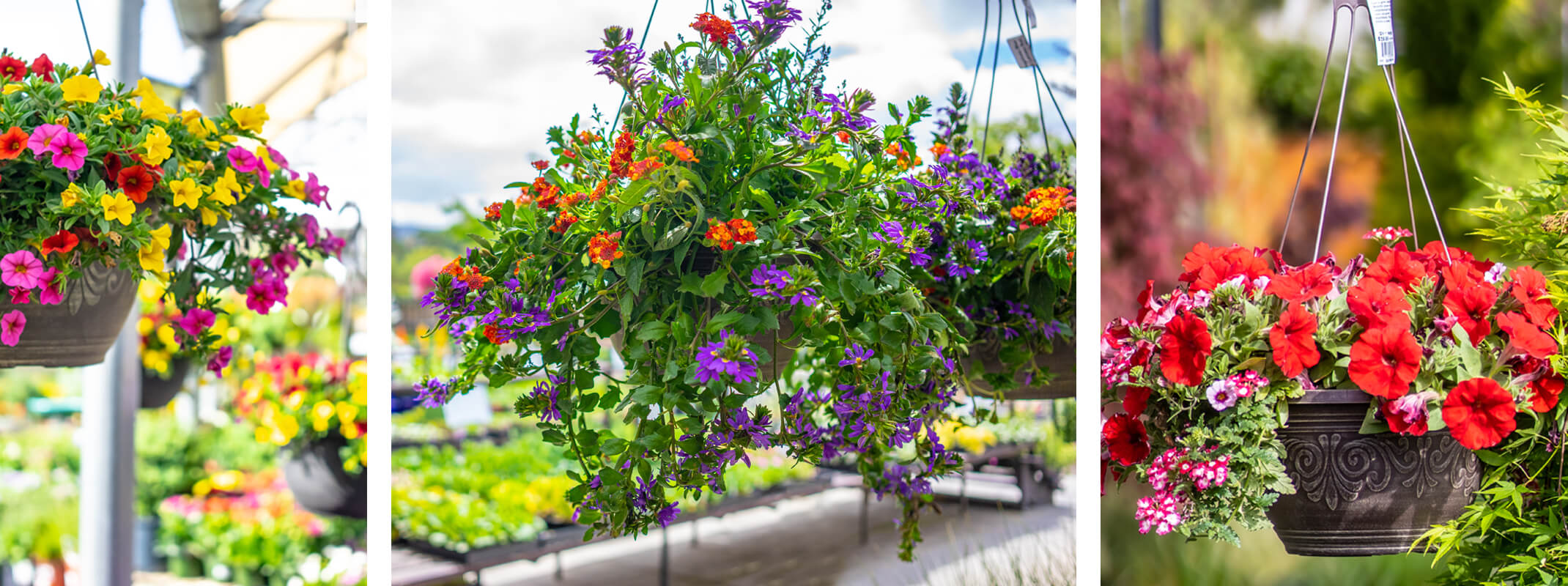 Hanging baskets in an assortment of varieties and sizes 