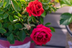 roses miniature red roses miniature red