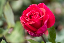 rose single pinkish red