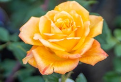 rose single yellow or gold with red or orange highlights