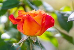 rose orange yellow ish redh single rose orange yellow ish redh single