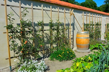 Espalier fruit trees growing against a wall in a garden near other plants and a rain barrel