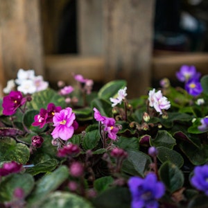 An assortment of white, pink and purple African Violets