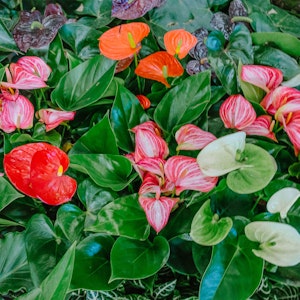 An assortment of red, pink, orange and black anthuriums