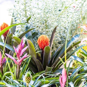 An assortment of pink, orange and pineapple bromeliads