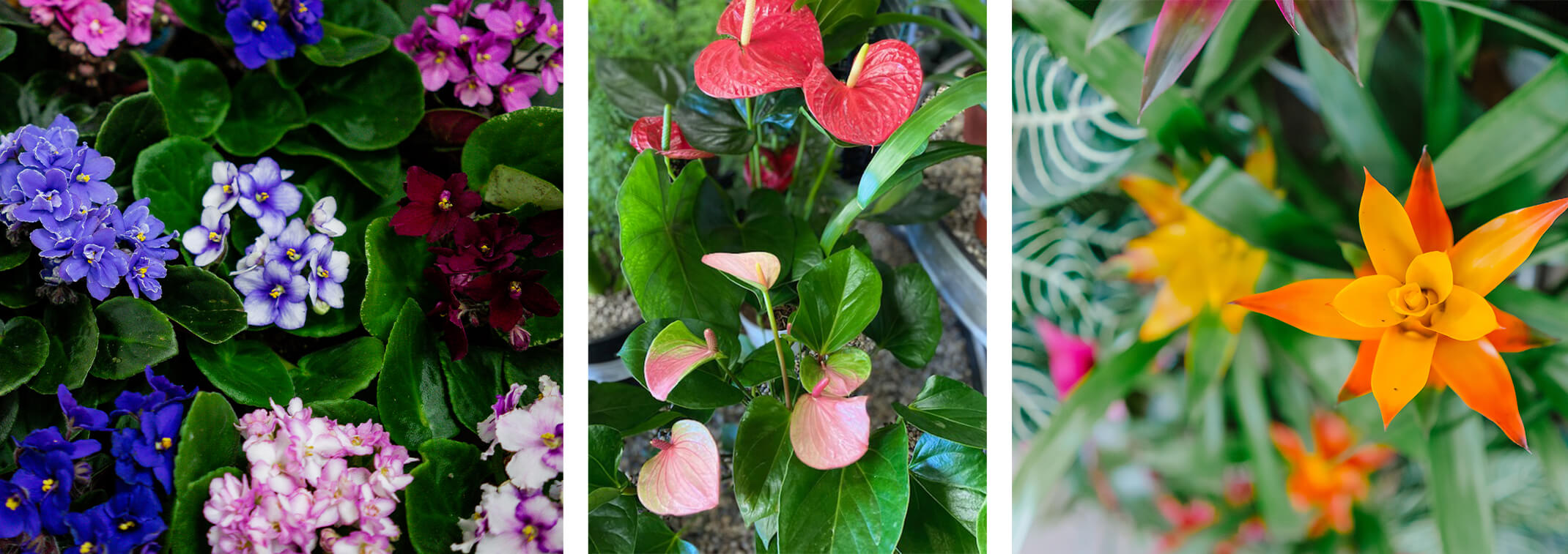 An assortment of colorful African violets, Anthuriums and Bromeliads