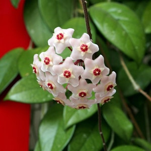 Blooming Hoya plant