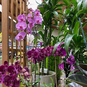 Purple Moth Orchids