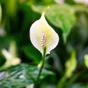 Peace Lily