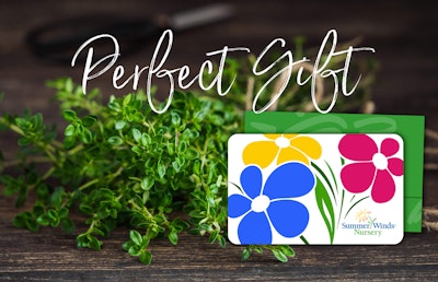 thyme herb on a wooden table and a summerwinds gift card and envelope over the top with the words perfect gift on the image