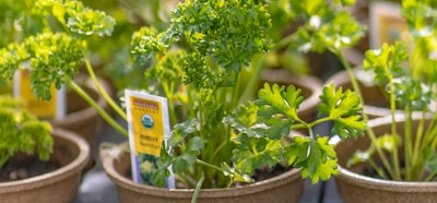 parsley herb plant
