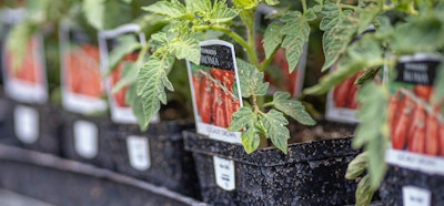 roma tomato plants  in a line on a rack