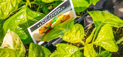 hot pepper habanero plant edible