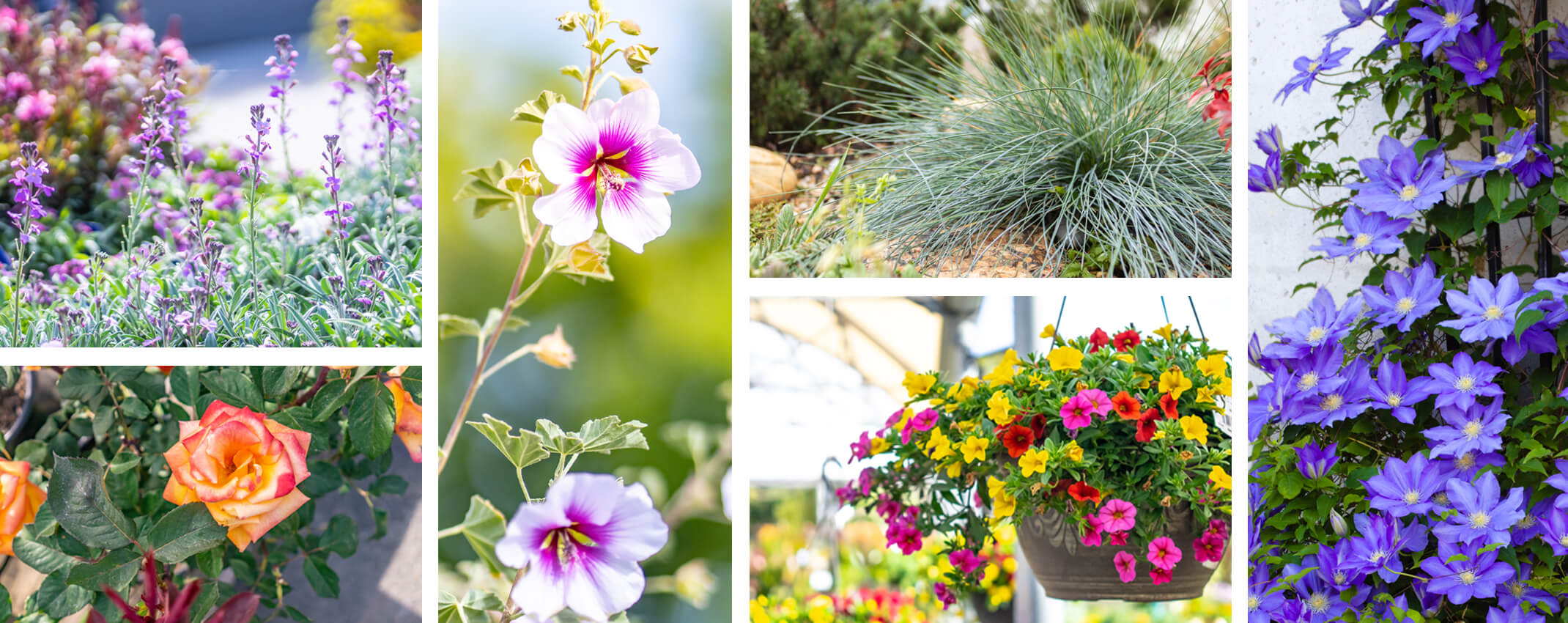 perennials, flowering shrubs, hanging baskets, roses, clematis