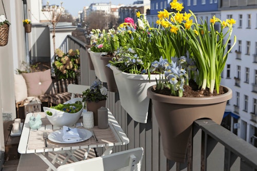spring bulbs planted in rail planters on balcony in city 