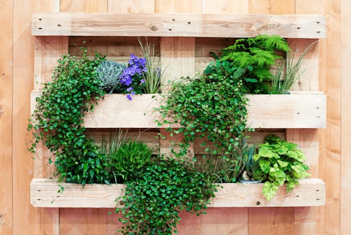 vertical wooden planter made from pallet planted up with houseplnats