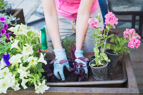 woman planting container garden petunias, geraniums and celosia