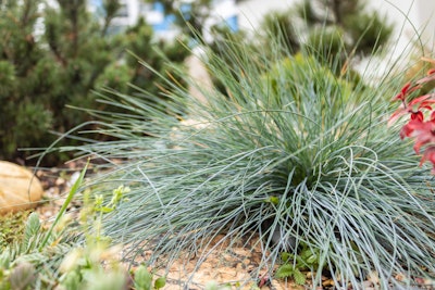Elijah blue fescue grass perennial