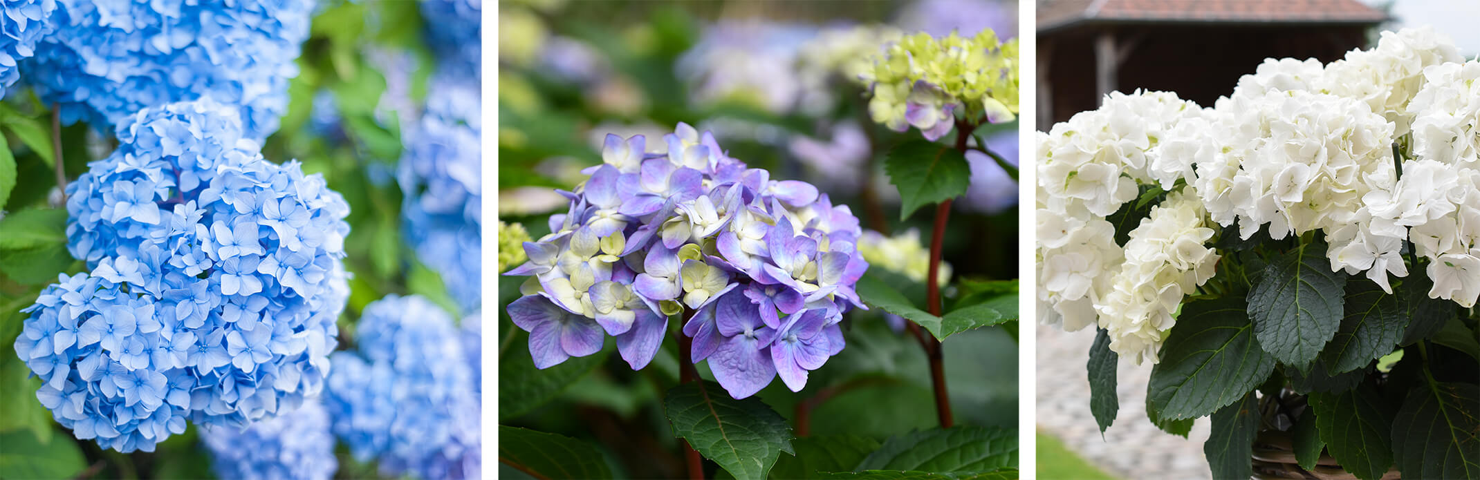Hydrangeas endless summer - 3 varieties white, purple and blue