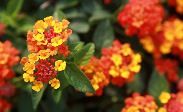 Lantana orangish red and yellow