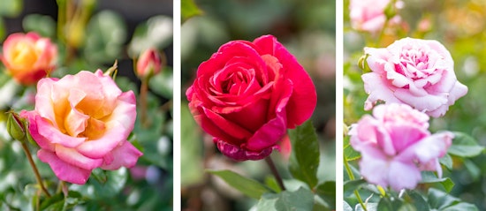 bush roses 3 different roses pink with yellow, red and light pink