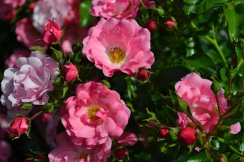 pink carpet roses
