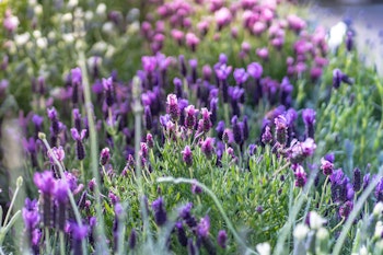 spanish lavender