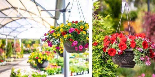 hanging baskets assorted varieties