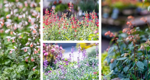 Salvia or sage assorted varieties perennials