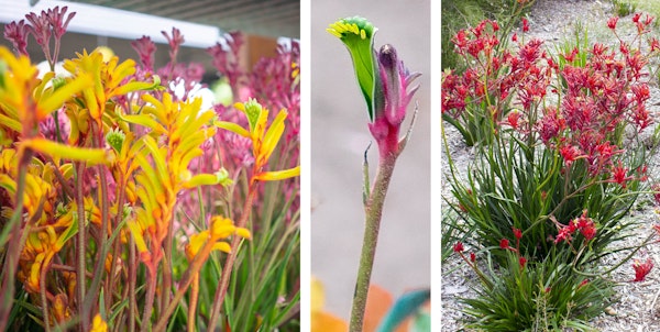 Kangaroo paw or anigozanthos multicolor perennial