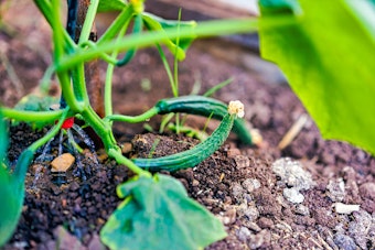 Closeup of cucumber plant being watered by a drip system