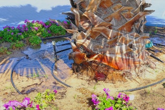 A large Palm tree and Petunias being watered by a drip irrigation system.