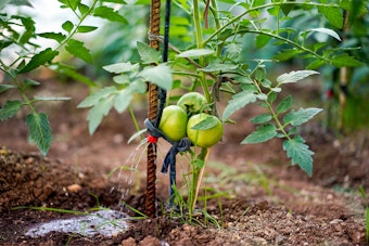A staked tomato plant being watered by drip irrigation.