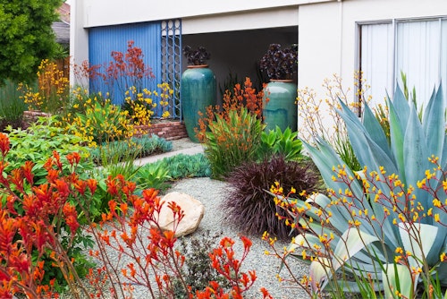 Landscape with a Variety of Colorful Plants, Rocks and Pots - including kangaroo paws, agave, ornamental grasses and more...
