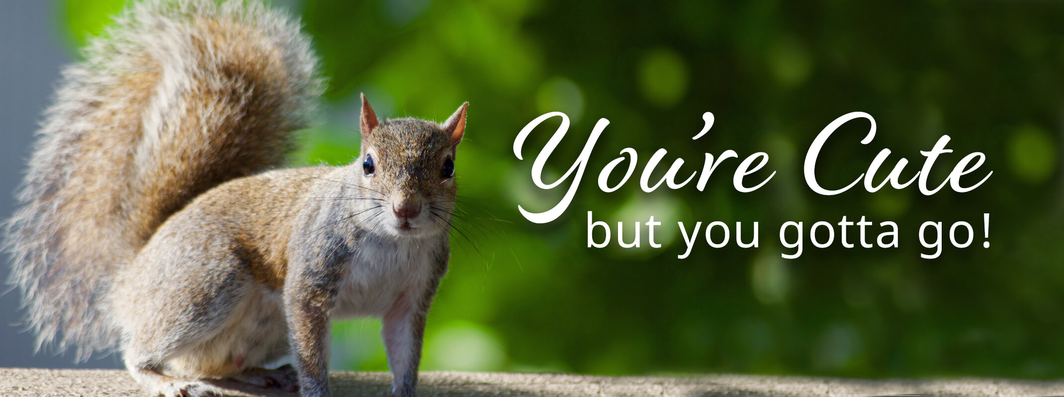 squirrel starring at you on wooden fence with the words you're cute but gotta go on the image 