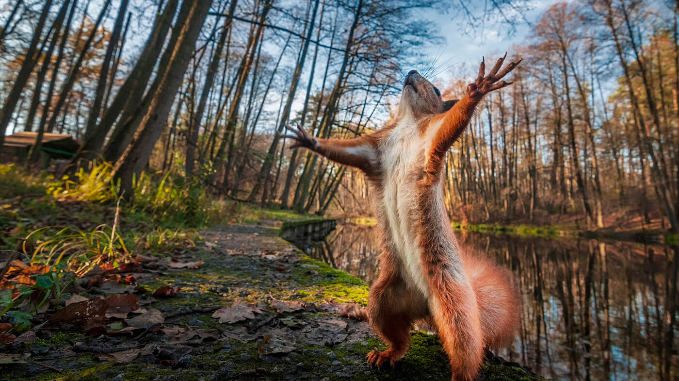 squirrel reaching out his arms in forest