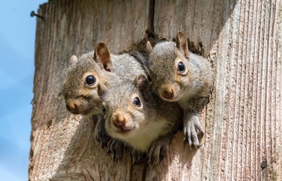 3 squirrels poking their head out of a single hole