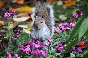 Squirrel standing in a garden surrounded by purple flowers