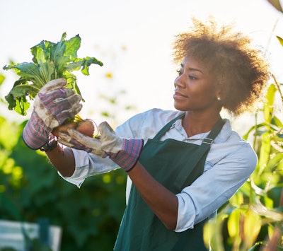 Woman inspecting her freshly harvested beets in her garden