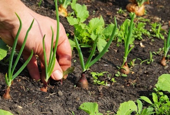 Pulling weeds in an onion patch