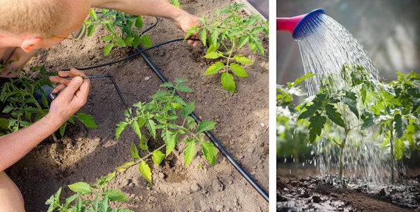 Adjusting drip watering on tomato plants and watering with watering can