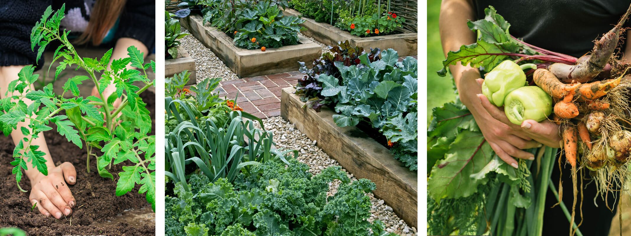 edible gardening from planting to harvesting banner tomato plants, leafy greens and finally woman holding peppers, beets and carrots