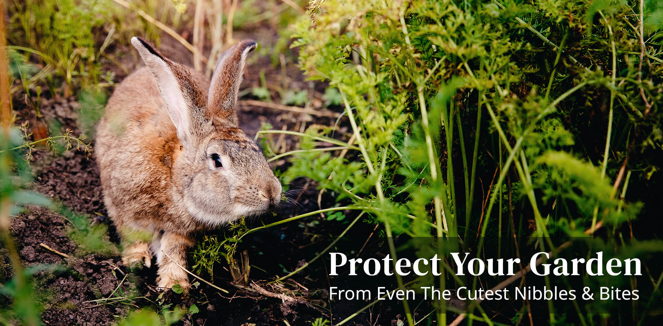 rabbit nibbling on garden with the words protect your garden from even the cutest nibbles and bites
