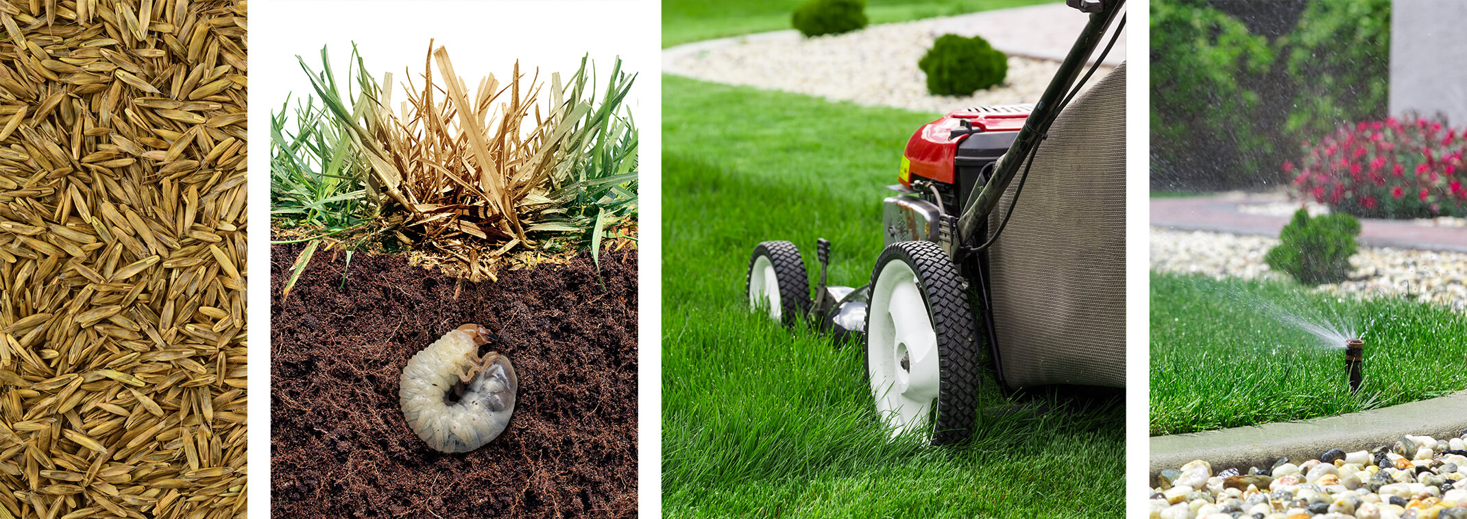 Grass seed, a grub in the dirt underneath a patch of dead grass, a lawn being mowed, and a lawn being watered with a sprinkler