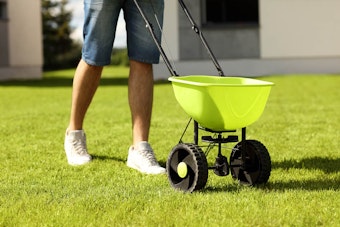 A man in shorts fertilizing a lawn with a rolling fertilizer cart.